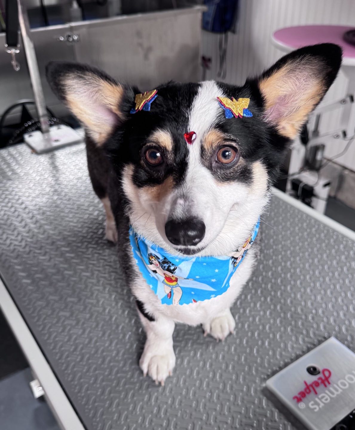 Pet Grooming 3
