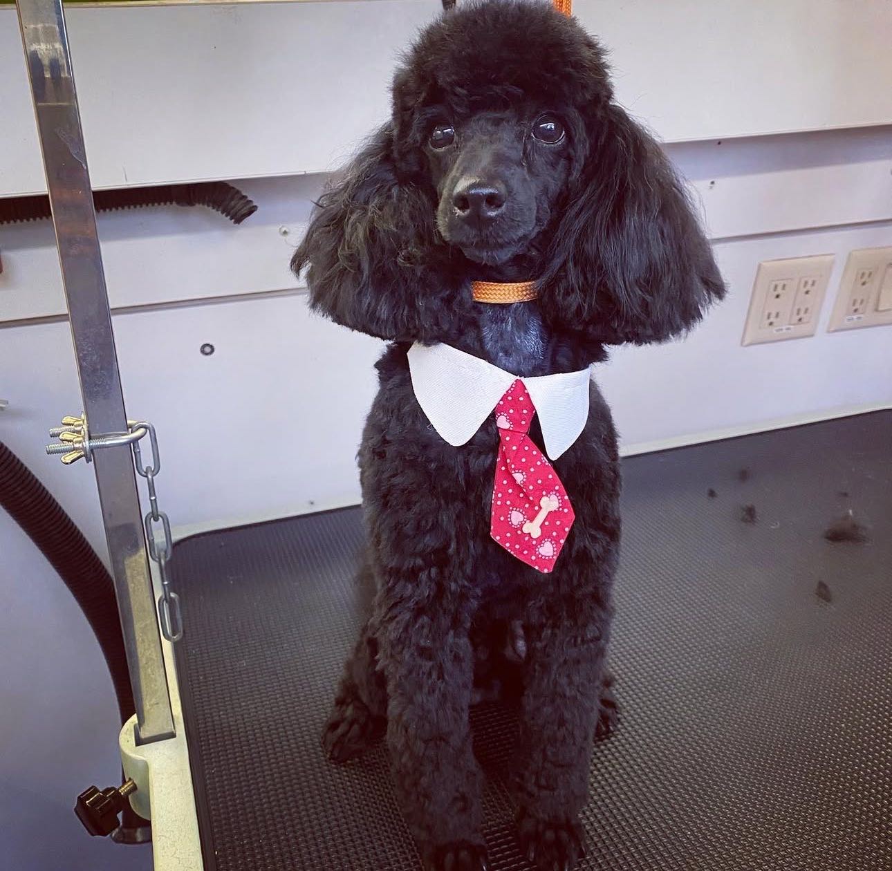 Pet Grooming 4