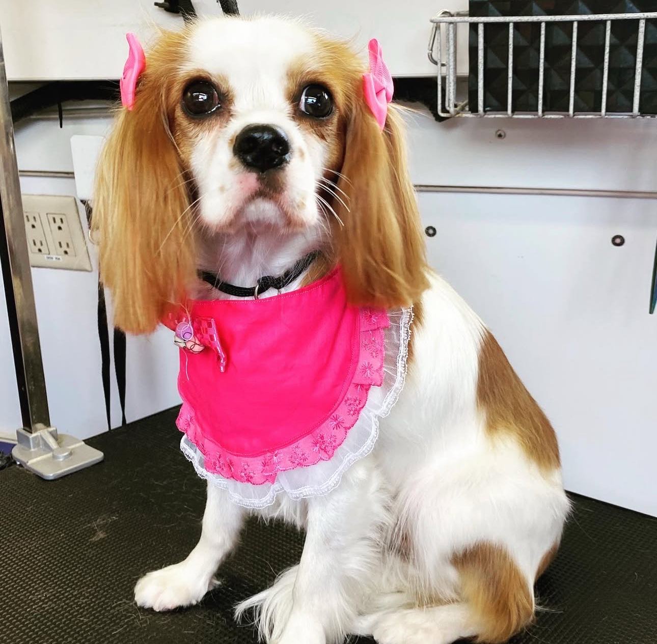 Pet Grooming 7